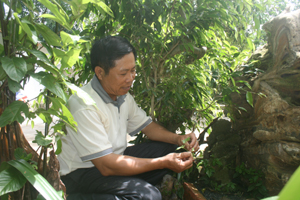 Ông Bùi Đắc Quang – Giám đốc Công ty TNHH Hoàng Tùng là người đầu tiên phát hiện, nhân giống thành công thảo dược giảo cổ lam trên đất Hòa Bình.